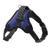 Blue With Leash