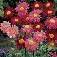 1000grains/pack Ornamental Repel Mosquitoes Pyrethrum Seeds