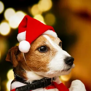 Christmas Flannel Pet Hat for Party Decoration