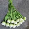 Lantern Tulip White Green One