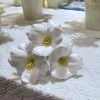 Brownie Tulips-White 1 Stick