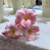 Brownie Tulip-Pink White 1 Stick