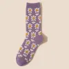 Purple Daisy Flower