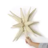 22 Inch Siamese Explosion Star Cream
