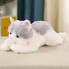 Gray And White Cat (Can Meow Vocally)