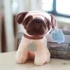 Pug