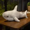 Grey Shark