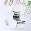 Short Climb - White Zebra