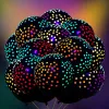 50 Black Dots