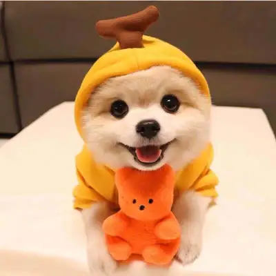 Japan Korean Cute Cartoon Pet Dog Cat Drawstring Hooded Sweatshirt Home Pet Products