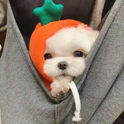 Japan Korean Cute Cartoon Pet Dog Cat Drawstring Hooded Sweatshirt Home Pet Products