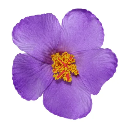 Women Fashion Elegant Solid Color Dried Flower Hairpin BB Clip Natural Style