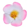 Gradient Pink (With Black Clip)