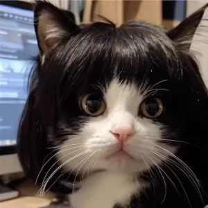 Fashion Cat Pet Wig Hair Accessories with Qi Bangs High Temperature Wire