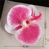 Gradient Powder Orchid