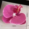 Rose Pink Orchid