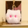 White Cat-Rose