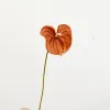 Short-Branched Bear Paw [D.Coffee]]