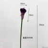 Calla Lily [Purple]]