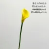 Calla Lily [Yellow]]