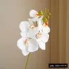 5-Head Feel Glued Phalaenopsis-White