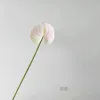Light Powder